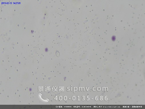 显微镜下的细菌三星型