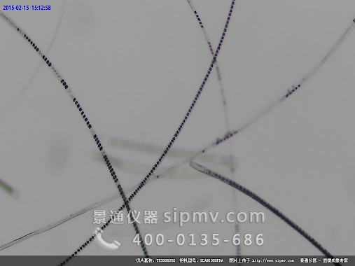 显微镜下的兔毛装片