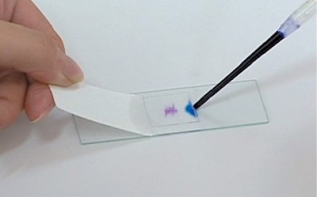 光学显微镜标本的制作技术