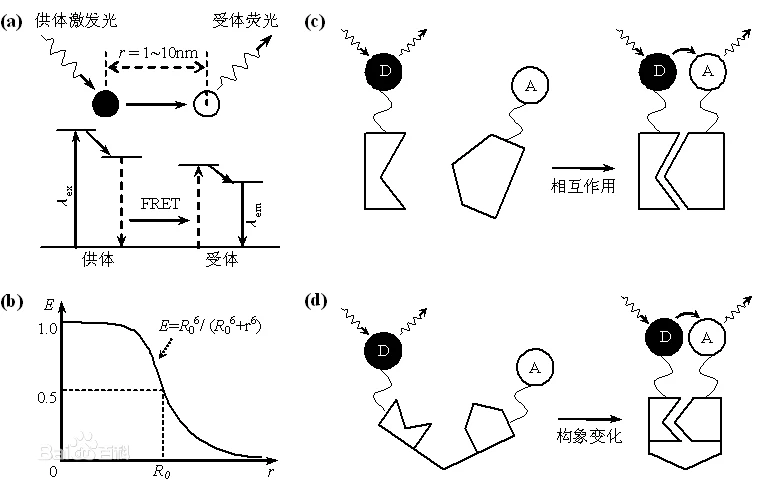 显微光学成像是什么概念?