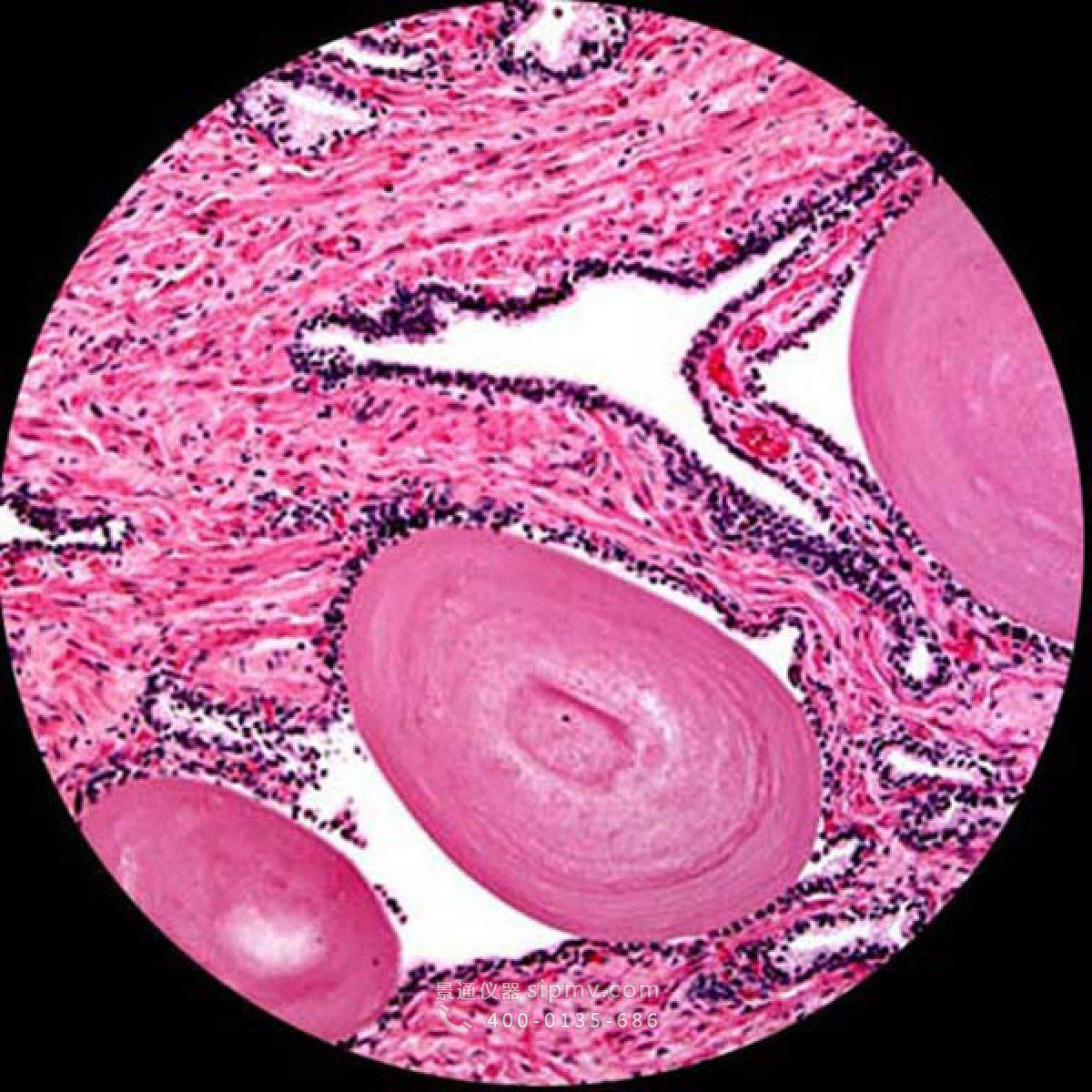 生物显微镜下观察到的细胞