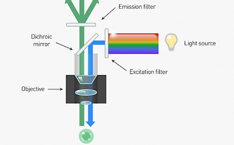 什么是荧光显微镜激发光波长?