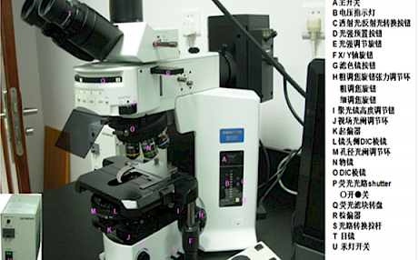 Olympus BX51荧光显微镜操作手册