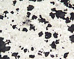 水泥熟料显微图片