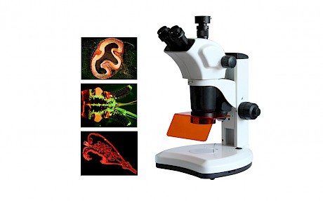 VMSF-7060A四波段体视荧光显微镜