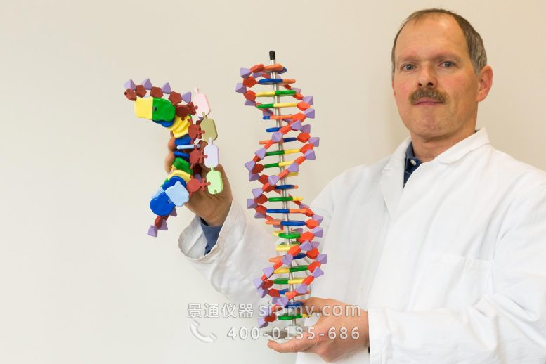 生物学家展示 DNA 和 mRNA 模型