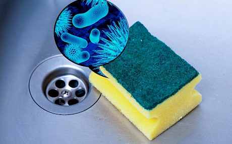 厨房的洗刷海绵也许是细菌培养箱