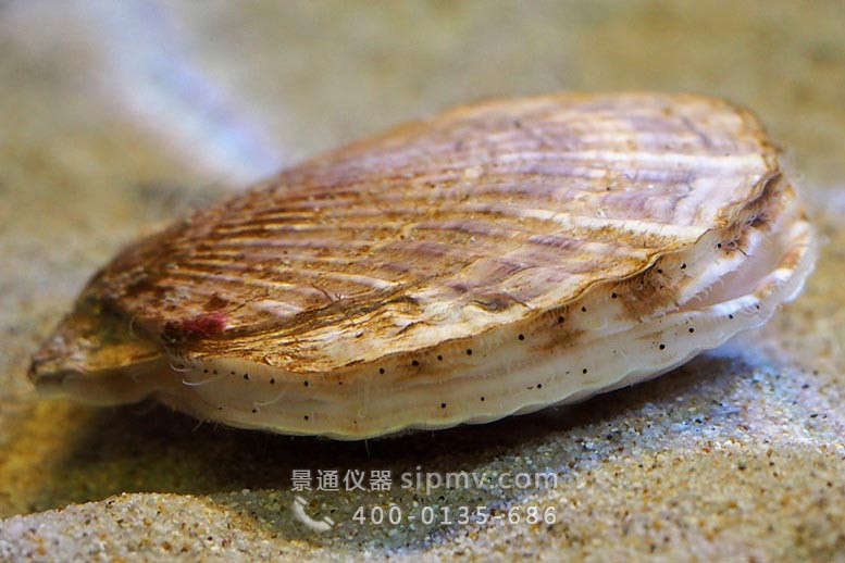日本扇贝 (Patinopecten yessoensis)