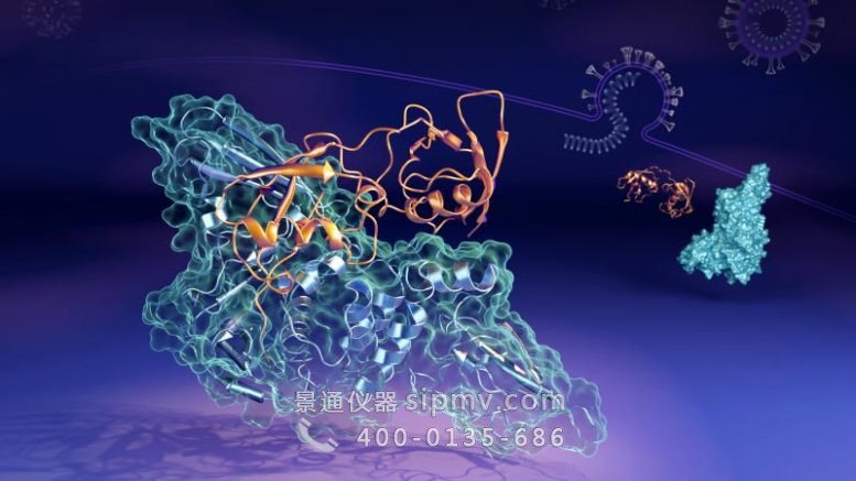 冠状病毒木瓜蛋白酶样蛋白酶