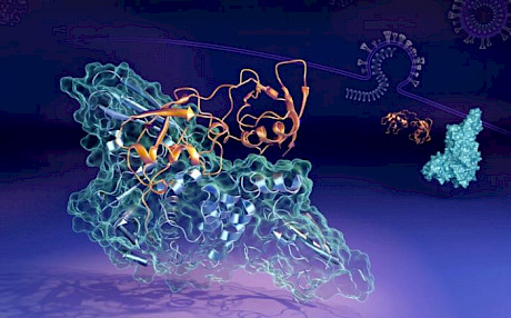 科学家们发现了变异的冠状病毒蛋白复合物