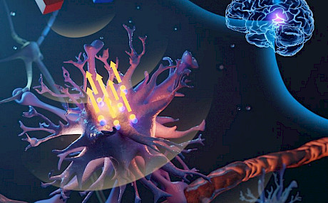 科学家实现了微磁体远程控制脑细胞