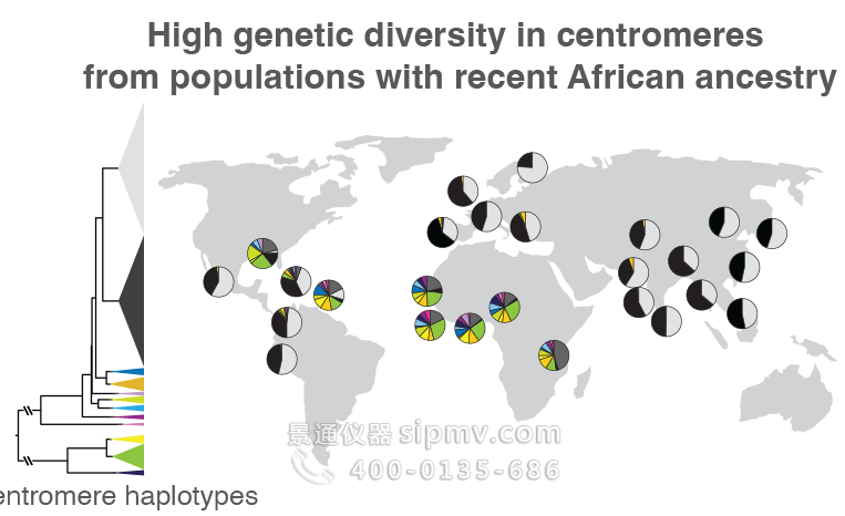 来自具有最近非洲血统的人群的着丝粒的高度遗传多样性