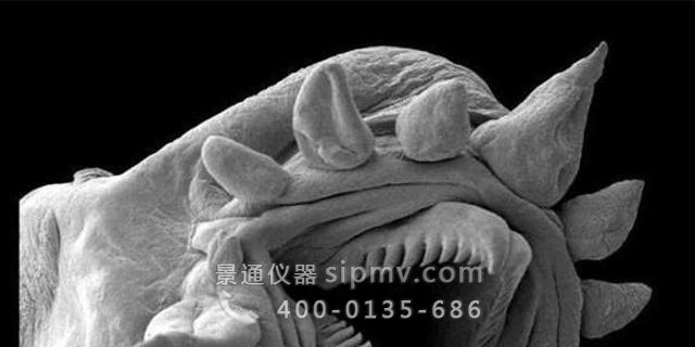 今天的显微镜提供了看不见的视图。 上图：热液蠕虫，用电子显微镜成像。