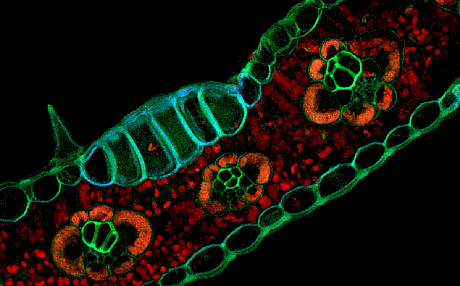 利用植物细胞的发光特性捕捉到令人惊叹的荧光显微图像