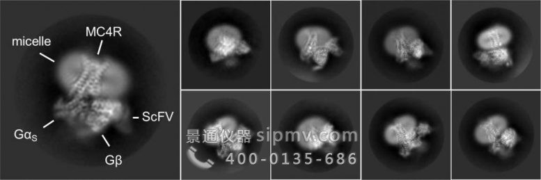 与 Setmelanotide 结合的 MC4 受体