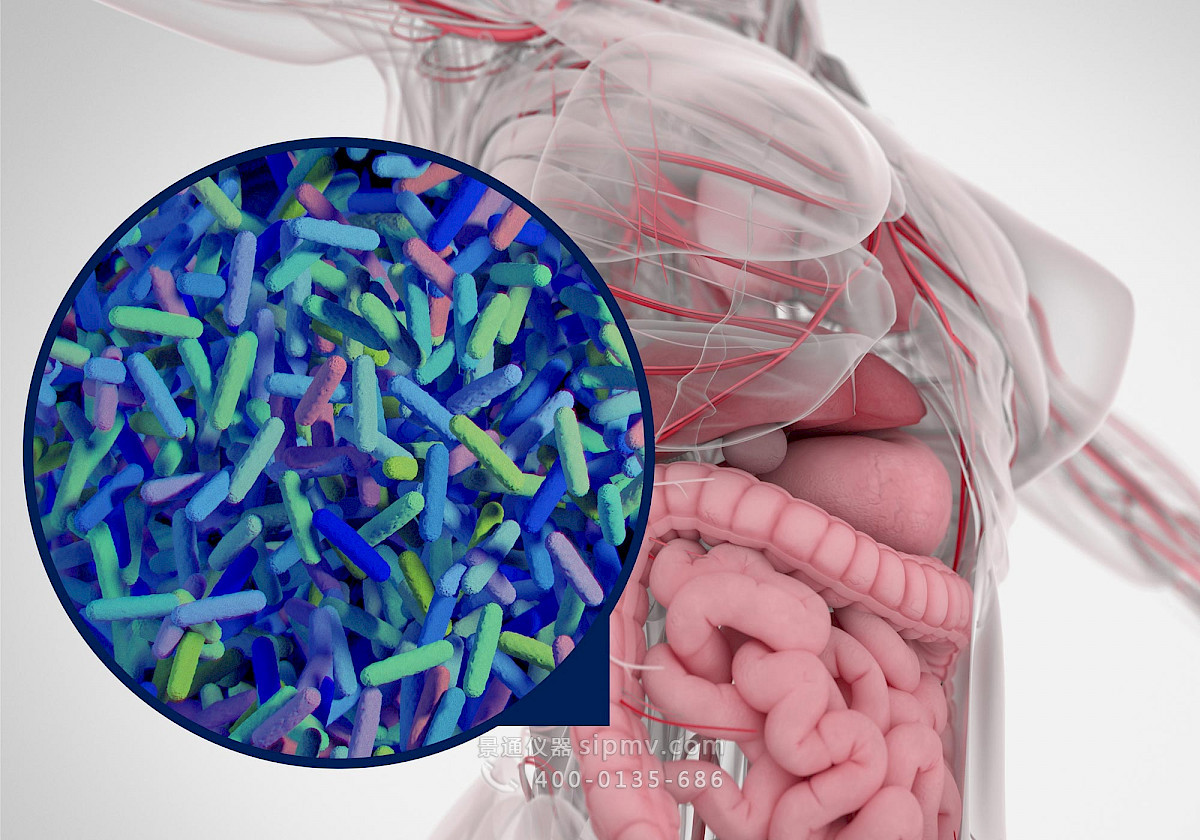 人类肠道微生物组的插图