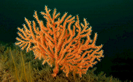 研究表明英国水域珊瑚将对气候变化产生弹性变化