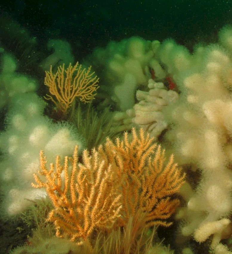 粉红海扇